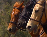 /album/chevaux/a4-jpg/