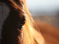 /album/chevaux/a21-jpg/