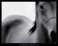 /album/chevaux/a22-jpg/