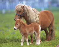 /album/chevaux/a24-jpg/