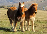 /album/chevaux/a25-jpg/