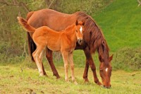 /album/chevaux/a26-jpg/