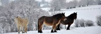 /album/chevaux/a30-jpg/