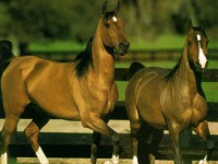 /album/chevaux/a32-jpg/