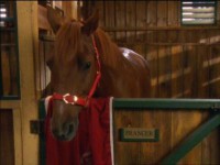 /album/chevaux/a5-jpg/