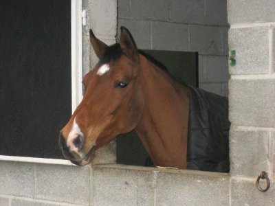 Lune (un des chevaux du manège)