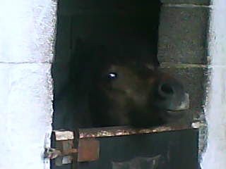 Billy, le plus petit cheval et le plus petit poney du manège