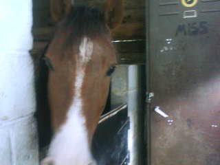 Jordy (un des chevaux du manège)