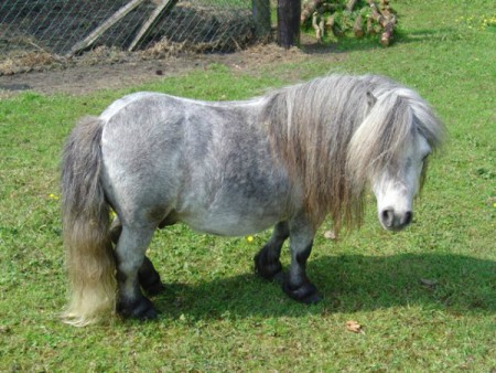 Trouvez cette race qui commence par "Sh"