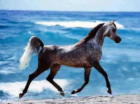 Trouvez cette race qui commence par "P"