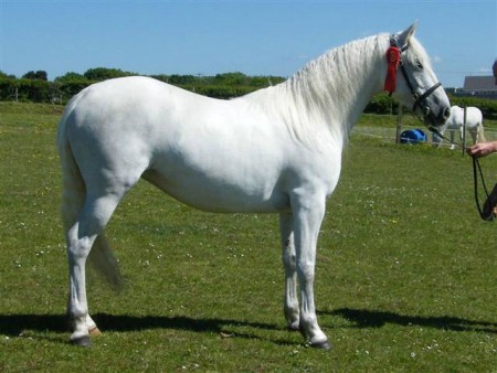 Trouvez cette race qui commence par "C"